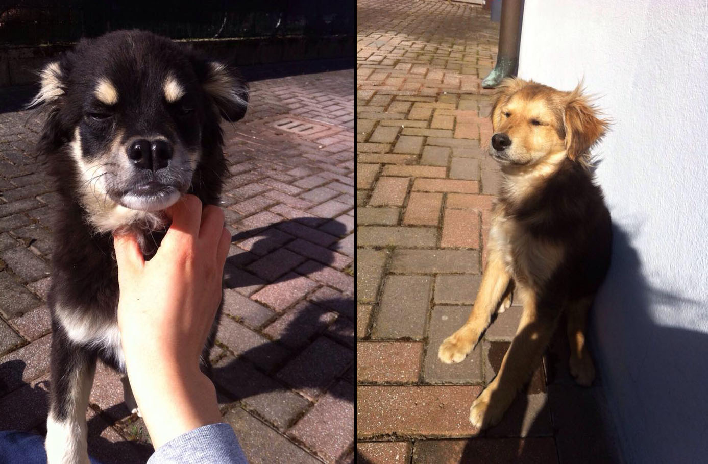 cuccioli abbandonati