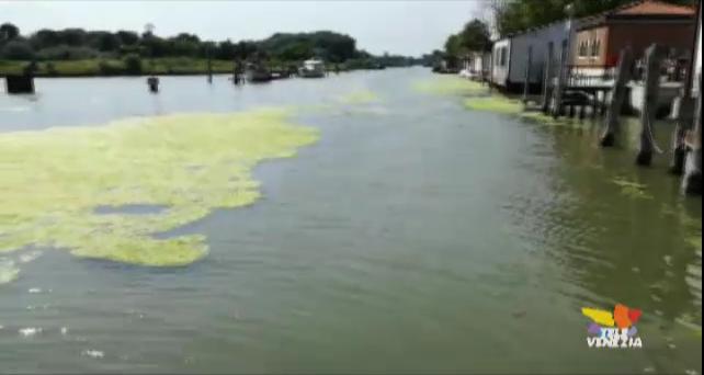 Invasione delle alghe: Allarme a San Giuliano