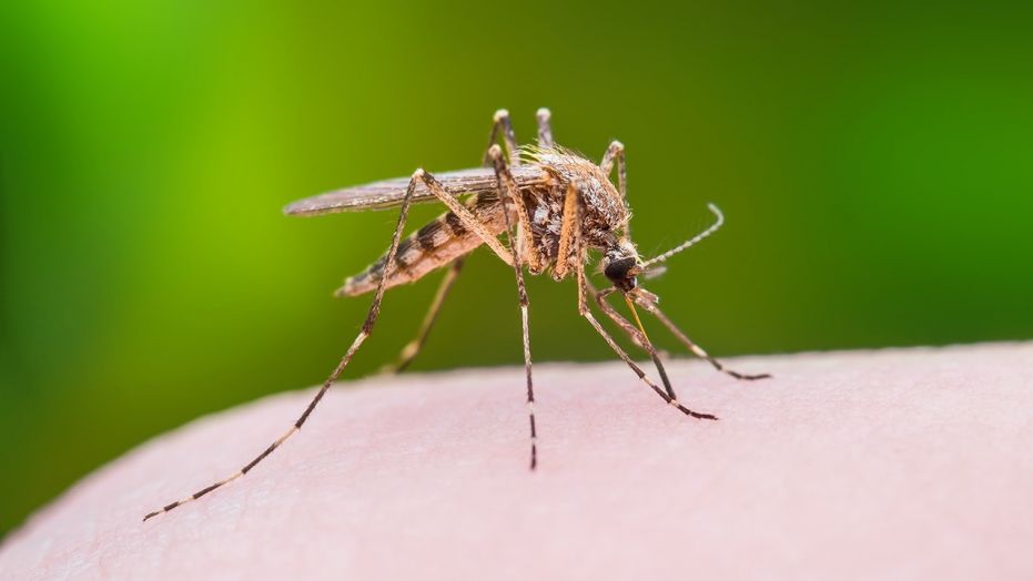 West Nile nel Veneto: 105 casi con 5 decessi