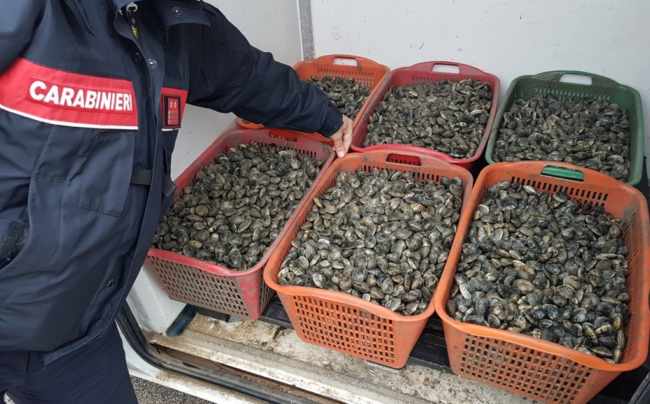 Chioggia: sequestrati 300 chili di pesce illegale - Televenezia