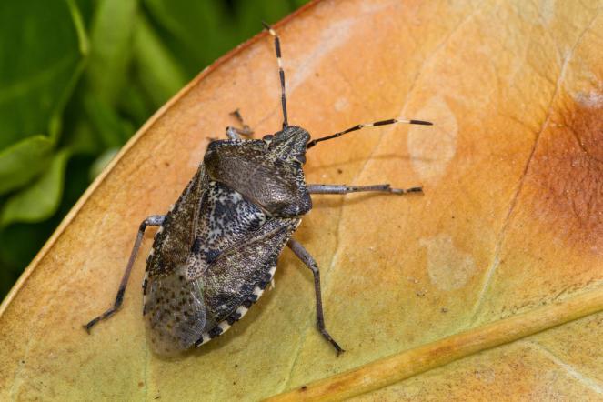 Cimice Asiatica: in Veneto 100 milioni di danni