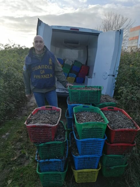 Vongole veraci: maxi sequestro di semina a Chioggia