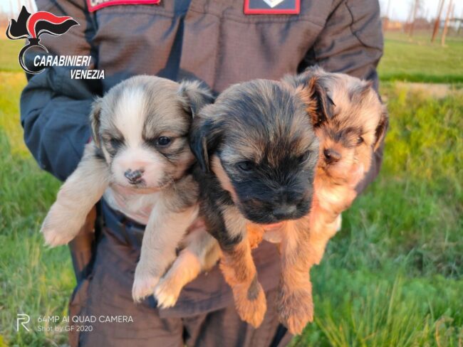 Cuccioli di cane abbandonati in una borsa: salvati da una donna