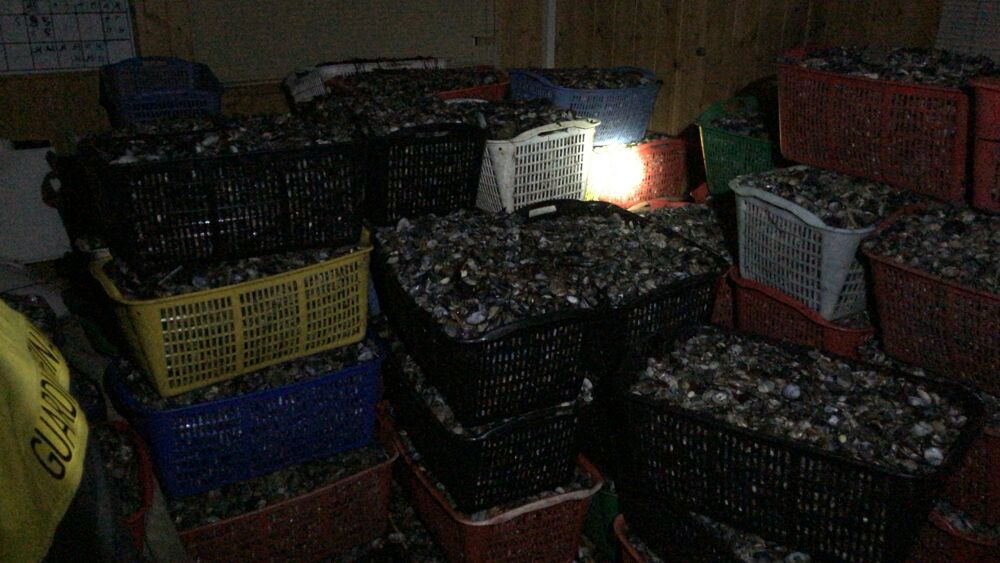 Chioggia: sequestrate 5 tonnellate di vongole