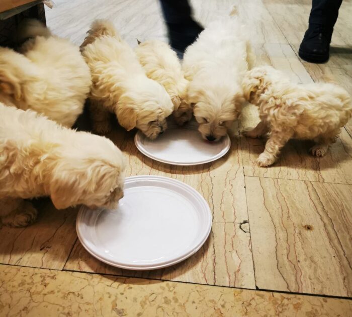 Cuccioli maltesi senza cibo acqua: nei guai il trasportatore - Televenezia