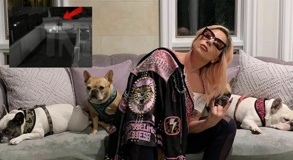 Lady Gaga: rapiti i suoi cani, il dog sitter in fin di vita