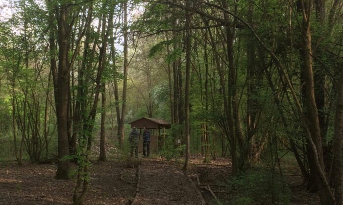 Bosco del Parauro: la riforestazione delle aree limitrofe