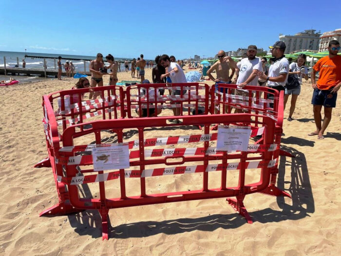 Tartaruga marina depone le uova sulla spiaggia di Jesolo