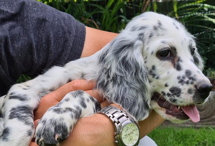 Un "resident dog" alla Casa di Riposo Francescon di Portogruaro