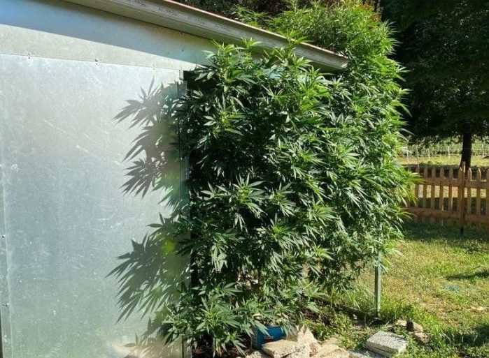 Mirano: serra di cannabis in casa, arrestata coppia incensurata