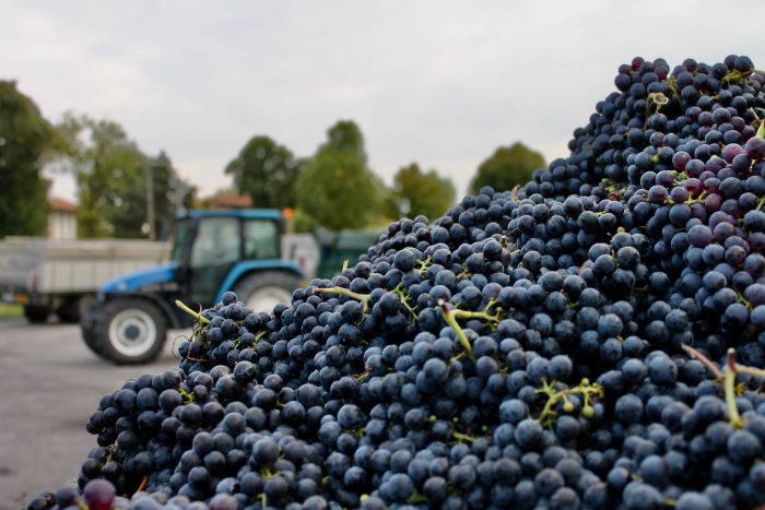 Pramaggiore: una tradizione vinicola più che millenaria