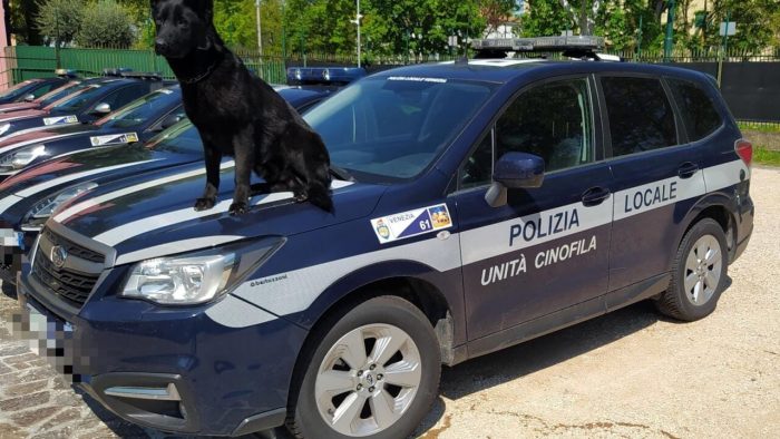 In arrivo Quad: il nuovo "agente" a 4 zampe