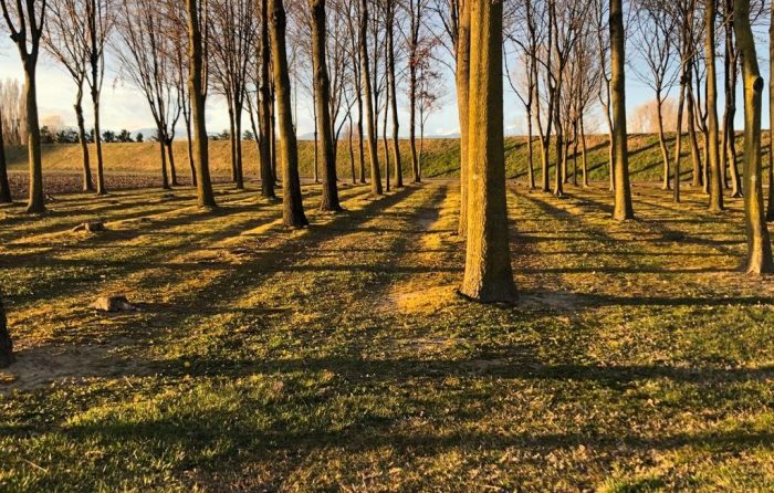 Riforestazione urbana a San Donà: ad agosto via ai primi lavori del Bosco diffuso - TeleVenezia