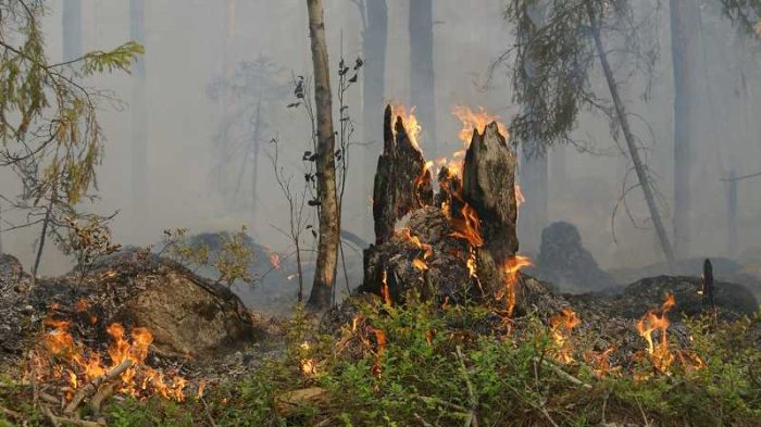 Protezione civile: rischio incendi boschivi - TeleVenezia