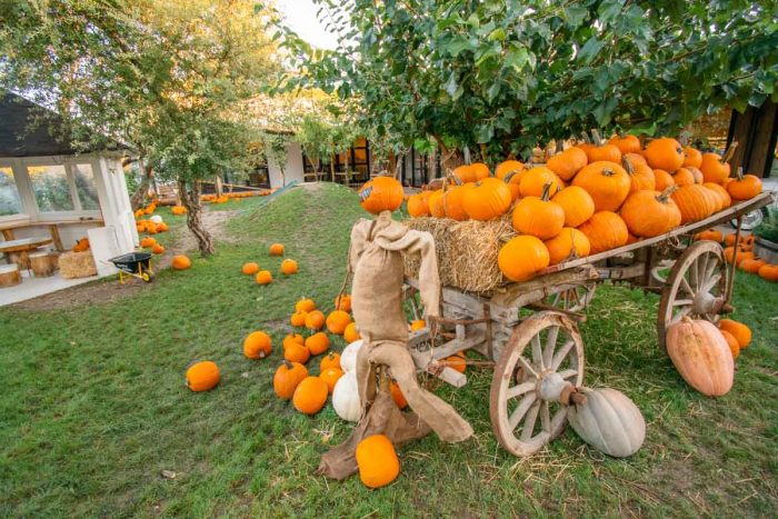 Grande successo per il Villaggio delle Zucche - TeleVenezia