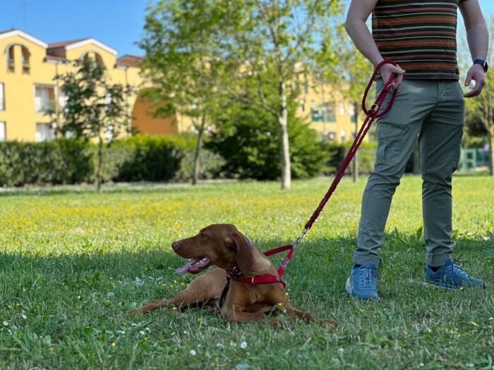 Al Parco Emmer di Marghera inaugurata una nuova area cani - Televenezia