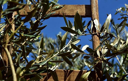 produzione di olio di oliva