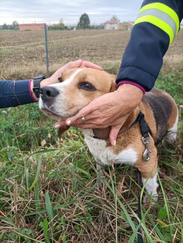 Beagle smarrito lungo l'A57 salvato dalla Polizia Stradale - Televenezia