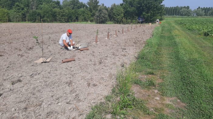 Jesolo, approvato il progetto per il bosco urbano