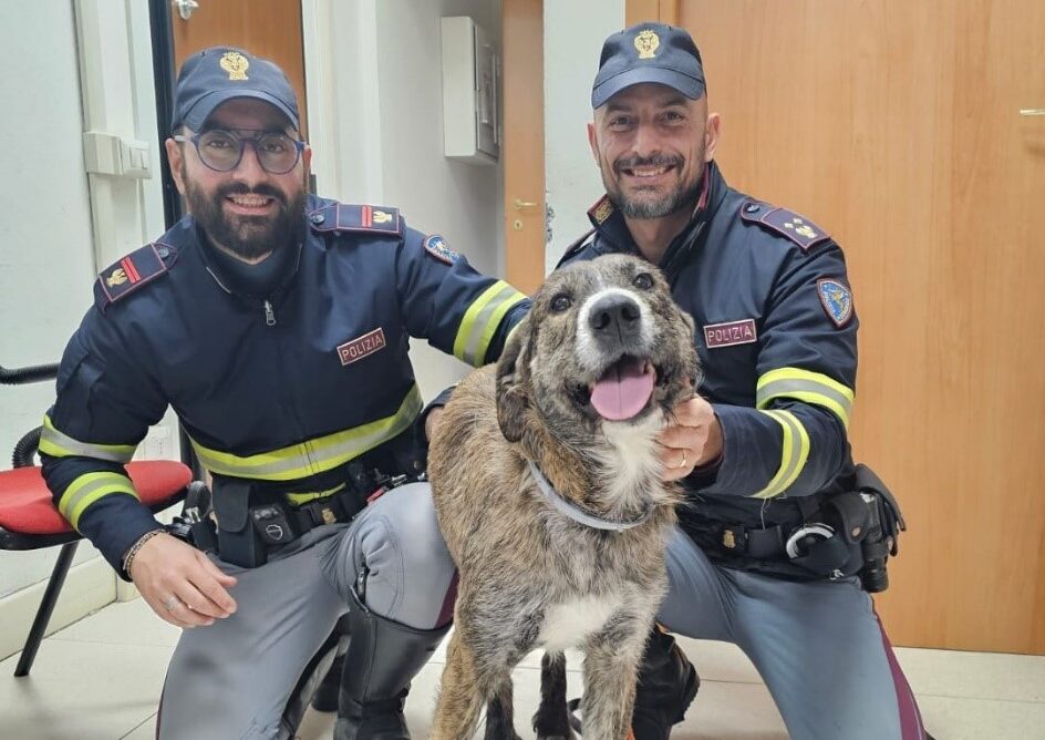 Venezia, cane fuggito salvato dalla Polizia Stradale